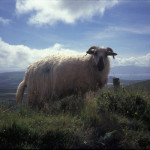 lone-sheep